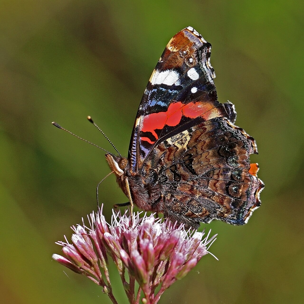 Is It Rare to See a Red Admiral?
