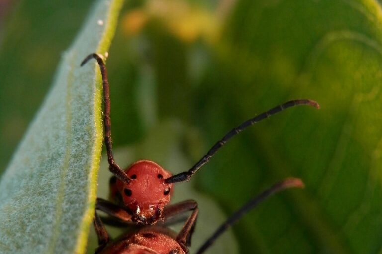 Red and Black Beetle: What It Actually Is and How to Handle It