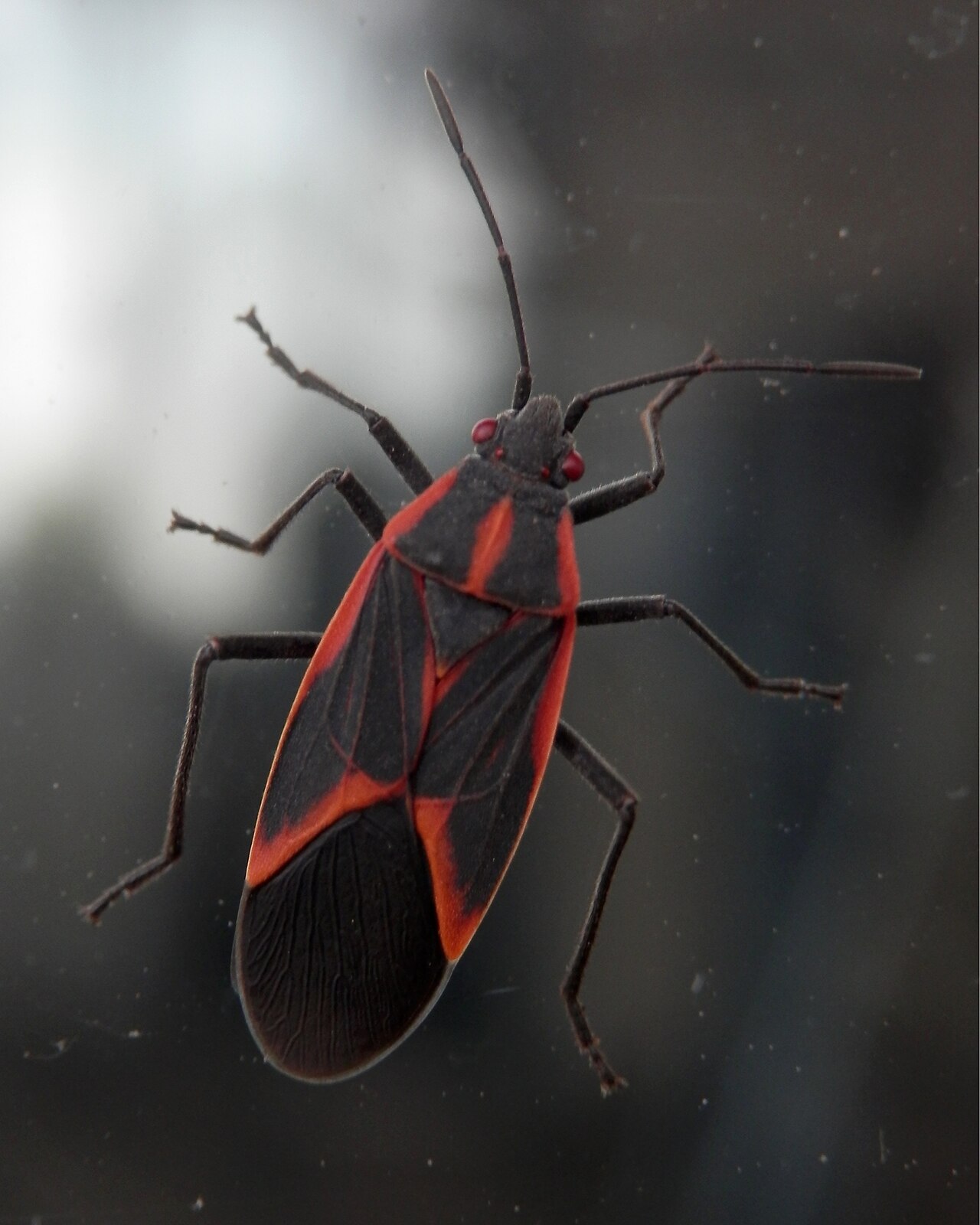 Boxelder Bugs: The Most Common Red and Black Insect