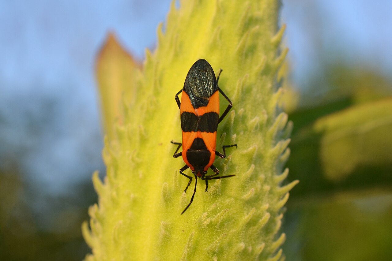 Milkweed Bugs and the Warning Color System
