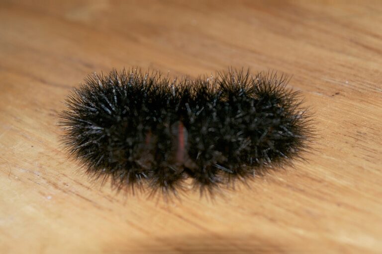 Red and Black Caterpillar: How to Identify What You Found