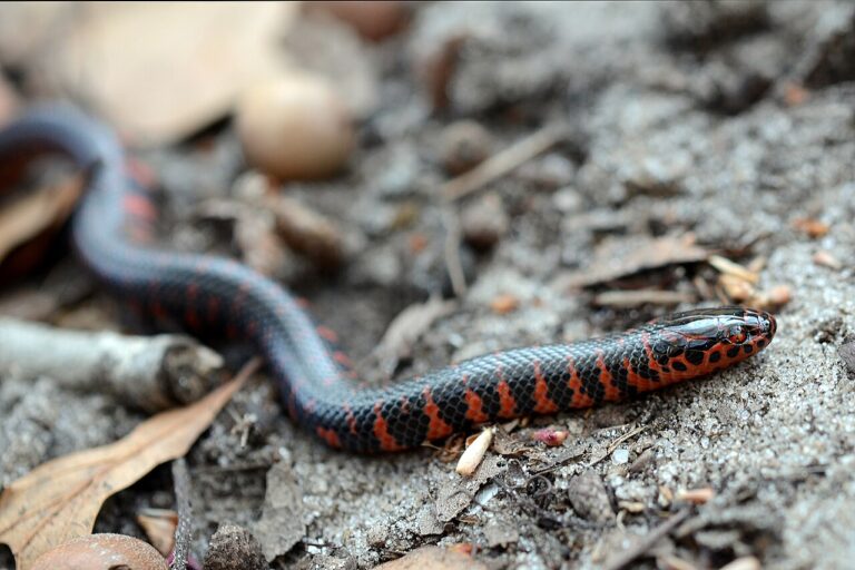 Red and Black Snake: Identification and the Coral Snake Rule