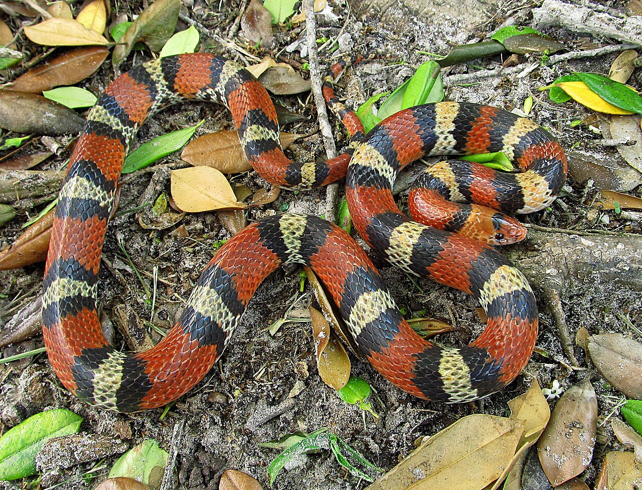 The Red Touches Black Rhyme and Coral Snakes