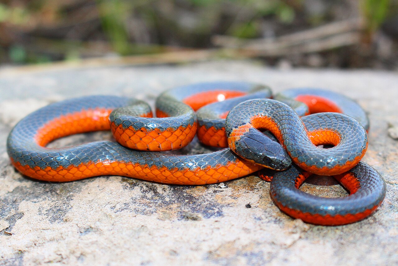 Red-Bellied Mud Snake Identification