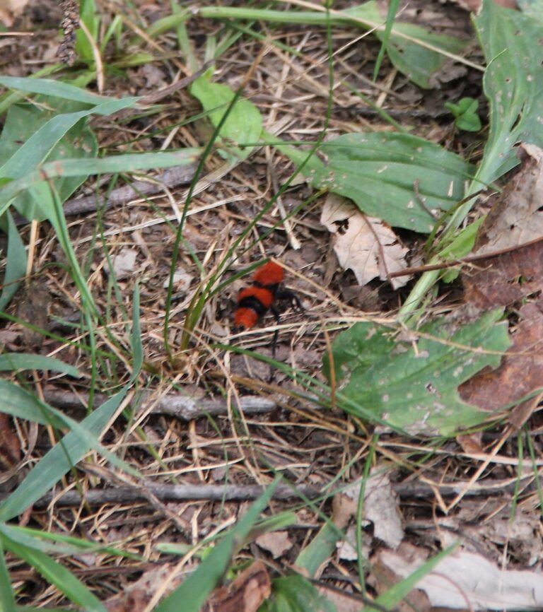 Red and Black Wasp: Identification and Sting Risk