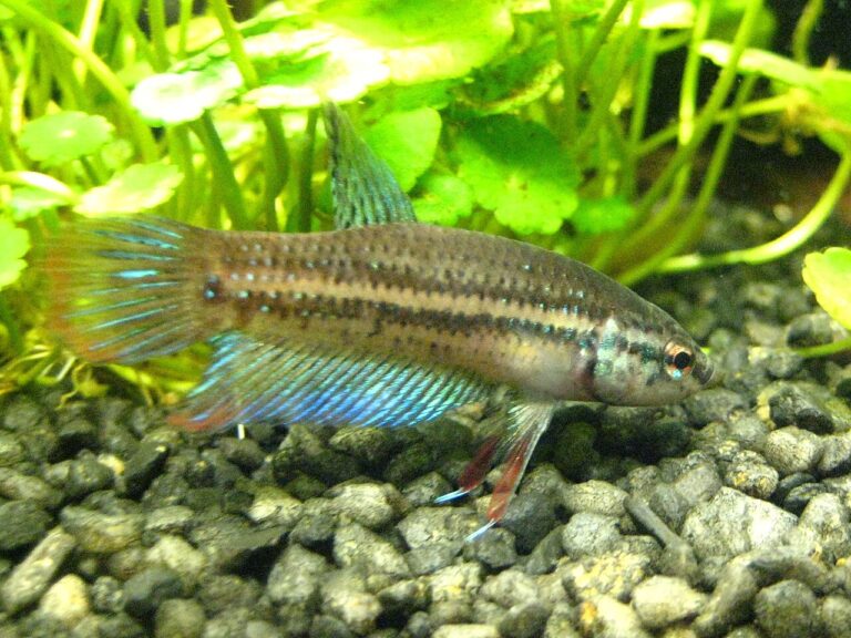 Red Betta Fish: Why They Are Common, What They Cost, How to Keep One