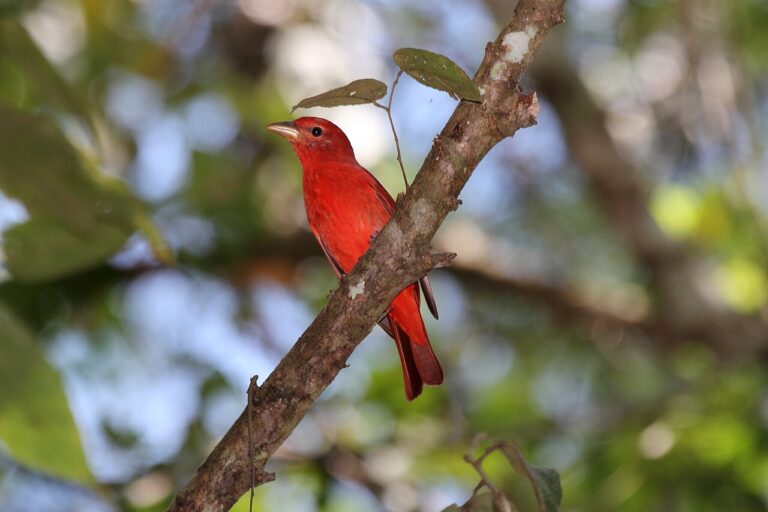 Red Bird Not a Cardinal? 12 Look Alikes and How to Tell Them Apart