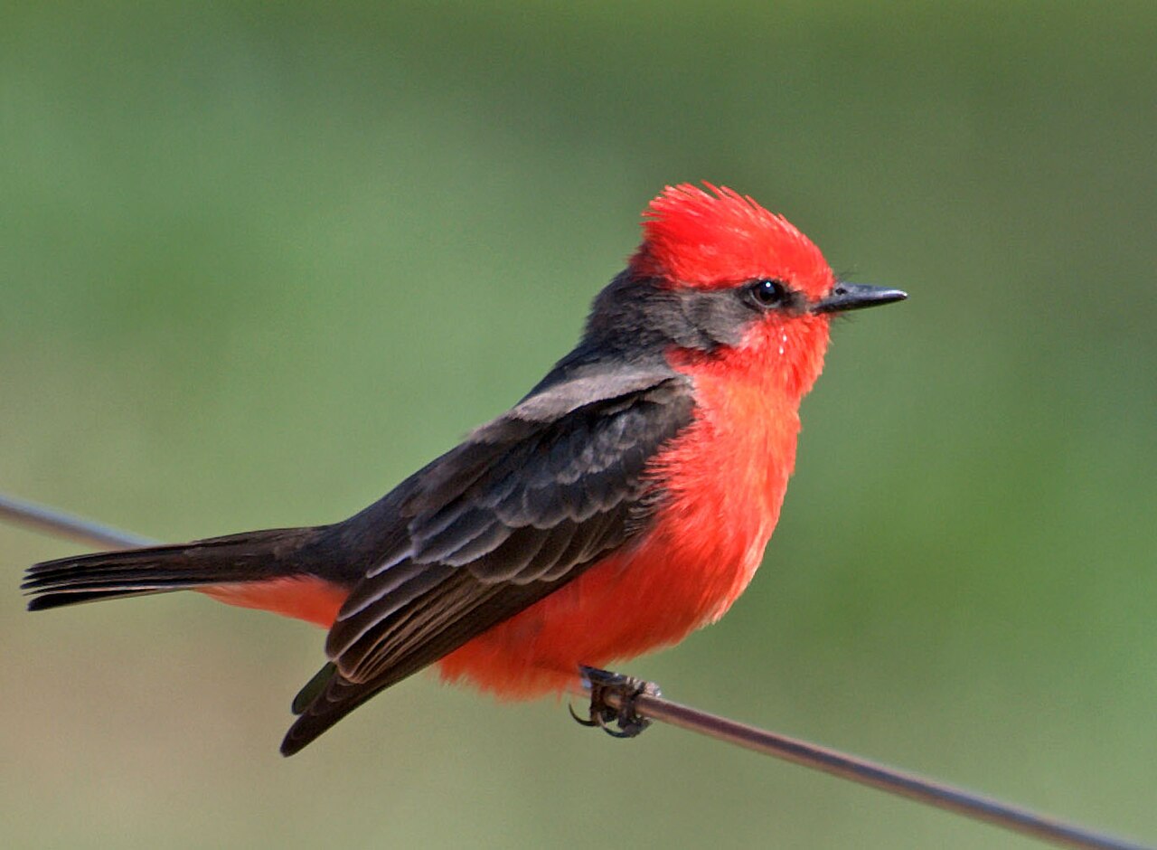 Summer Tanager: The All Red Bird With No Crest