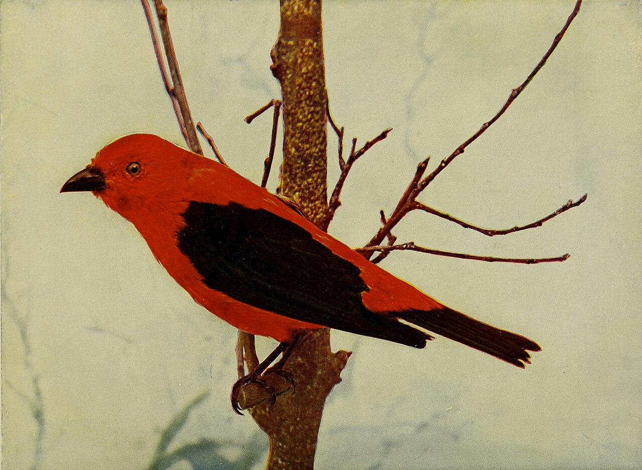 Scarlet Tanager: Red Body, Black Wings