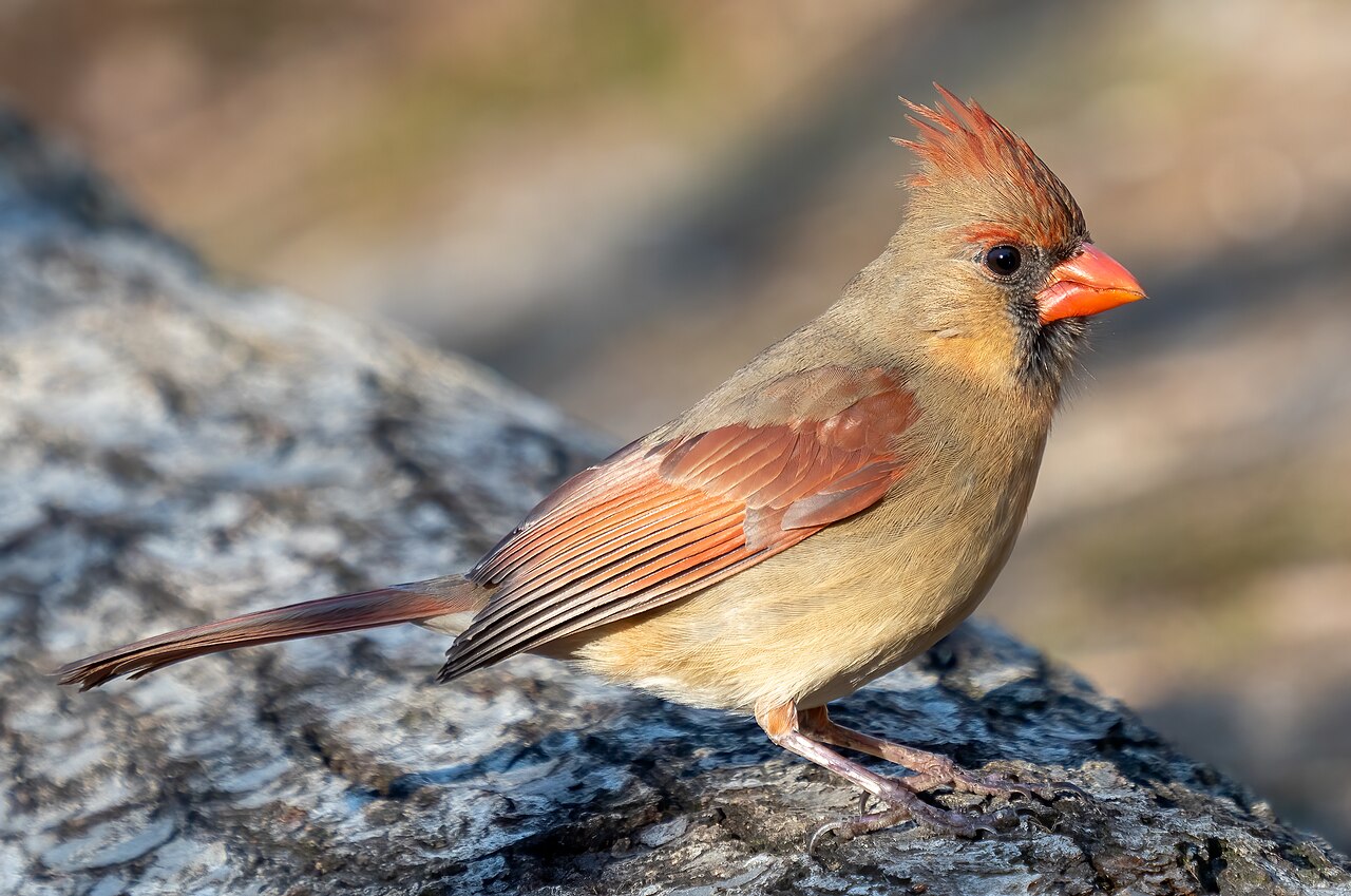 House Finch: The Red Bird at Most Feeders