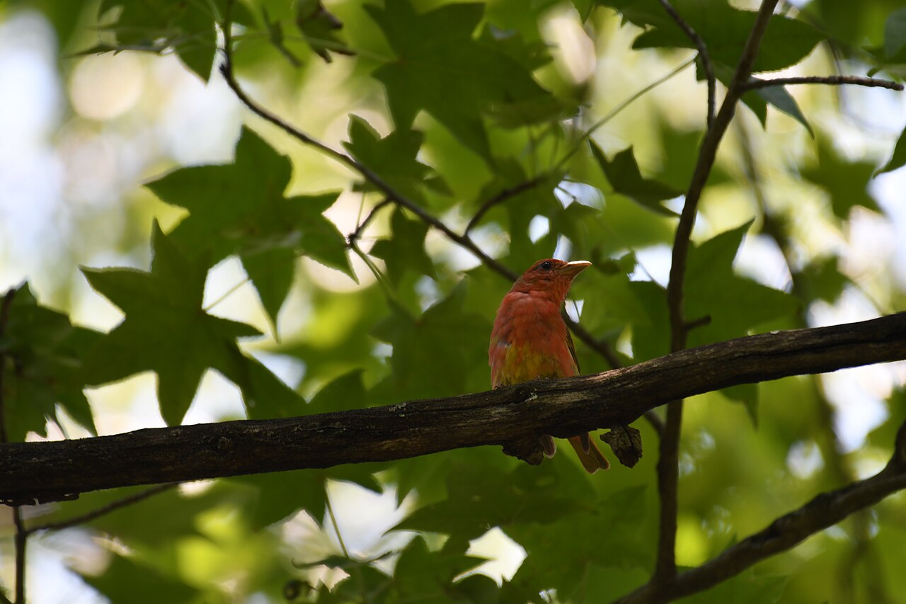 Purple Finch: Raspberry, Not Red