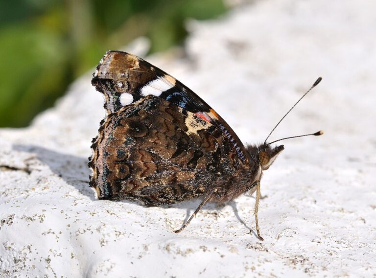 Red Butterfly: Which Species Are Actually Red
