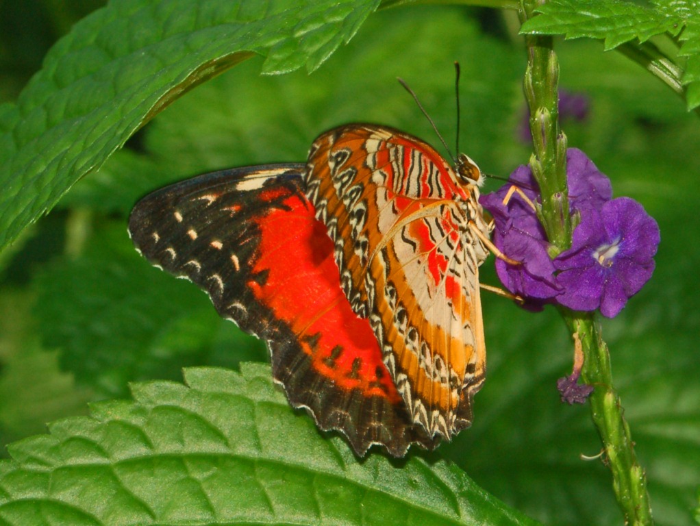 Red Butterflies Around the World