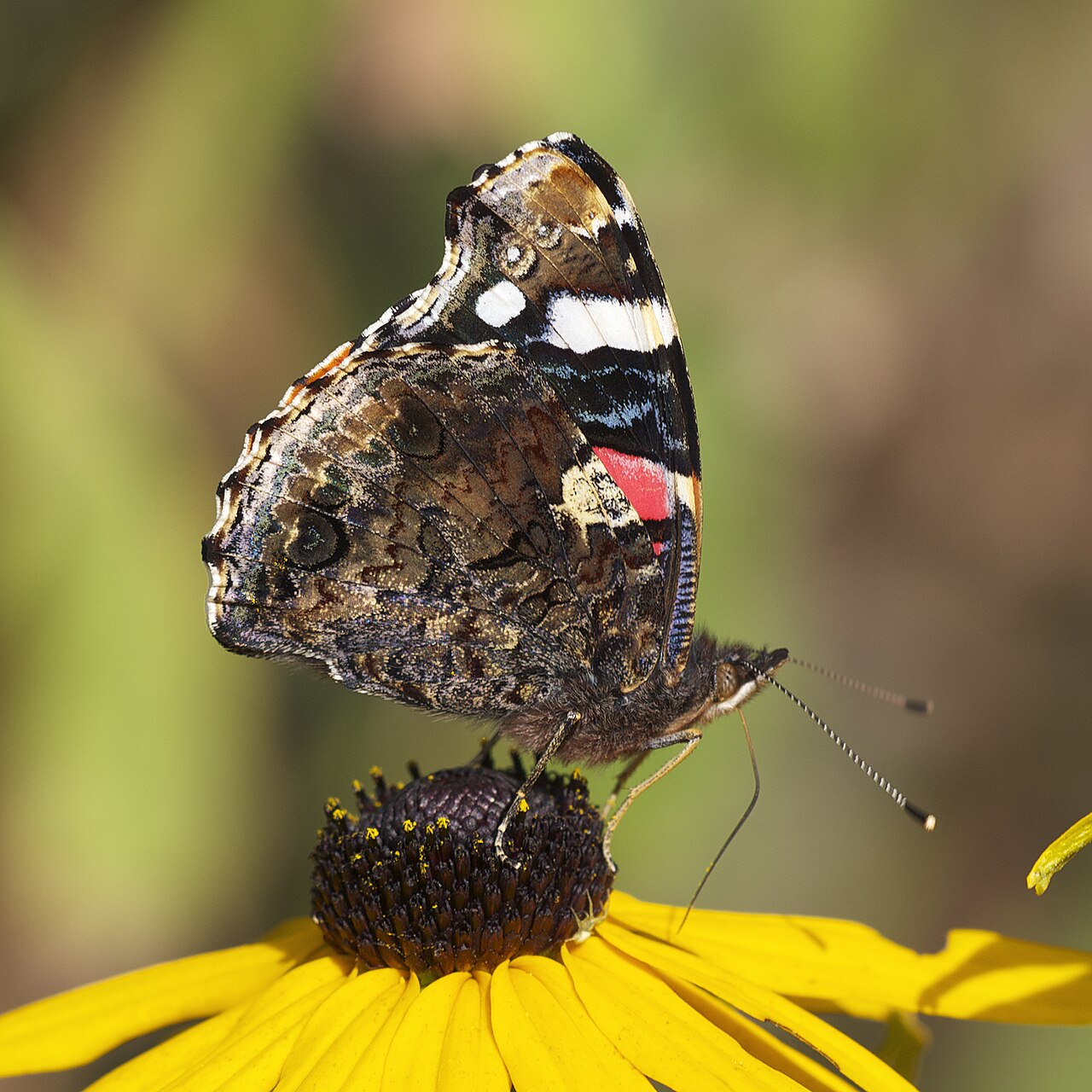 Is It Rare to See a Red Butterfly?