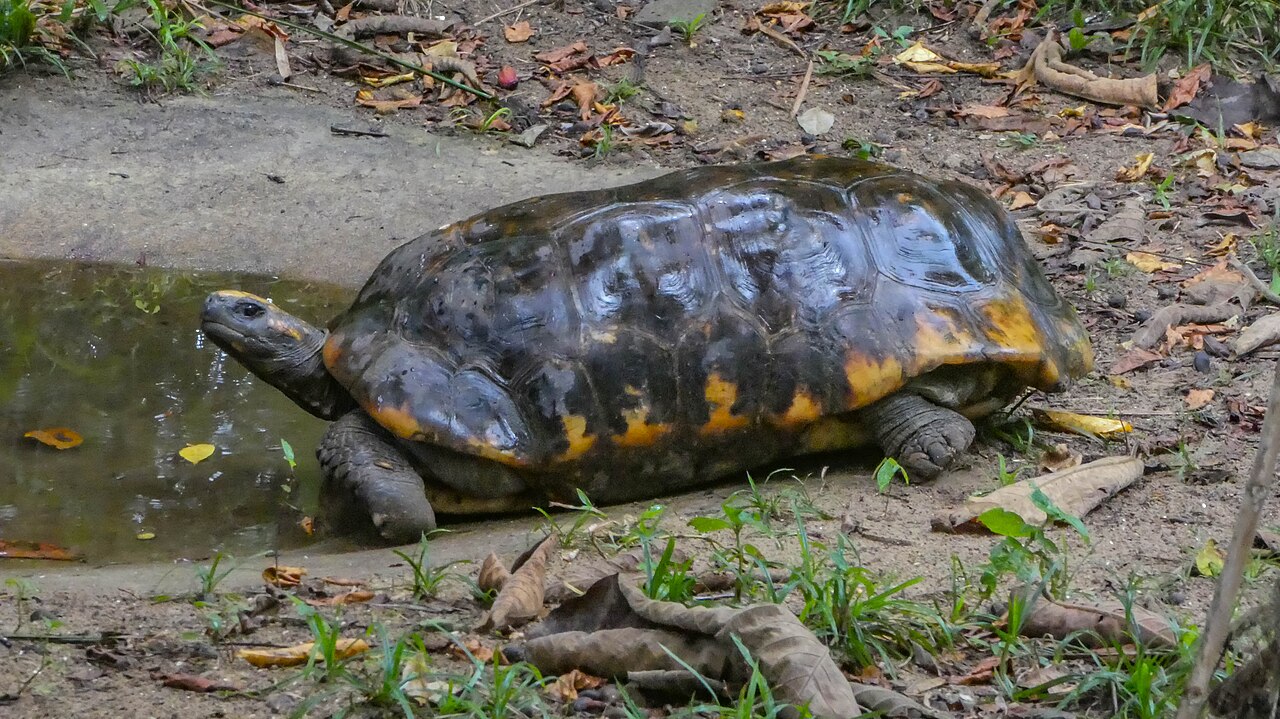 Red Eared Slider Turtle: 7 Things to Know Before You Buy