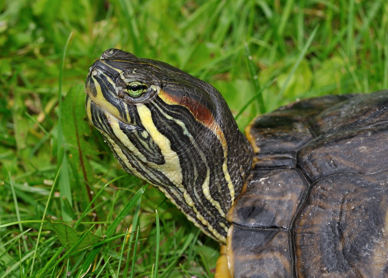 Is a Red-Eared Slider Turtle a Good Pet?