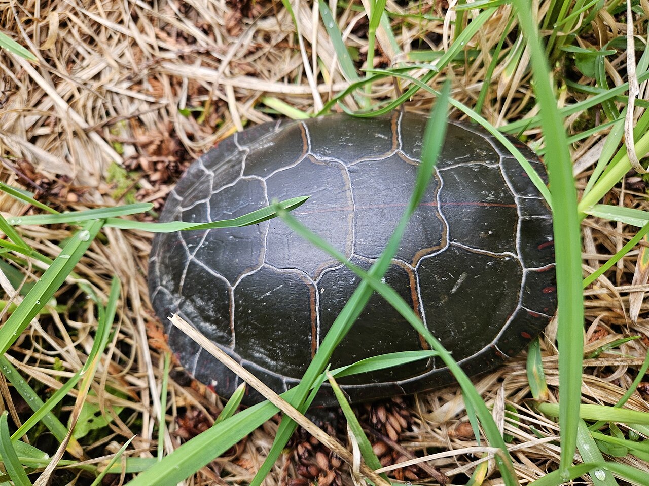 How to Identify a Red-Eared Slider