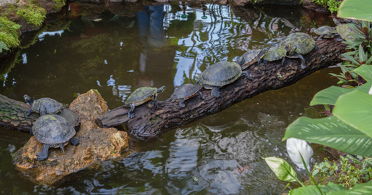 Do Red-Eared Sliders Need to Be in Water All the Time?