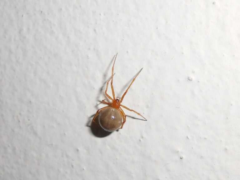 Red House Spider: ID, Venom, and Look-Alikes
