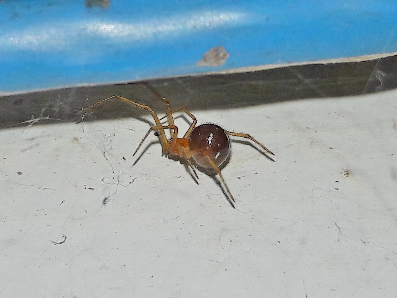 Is the Red House Spider Dangerous?