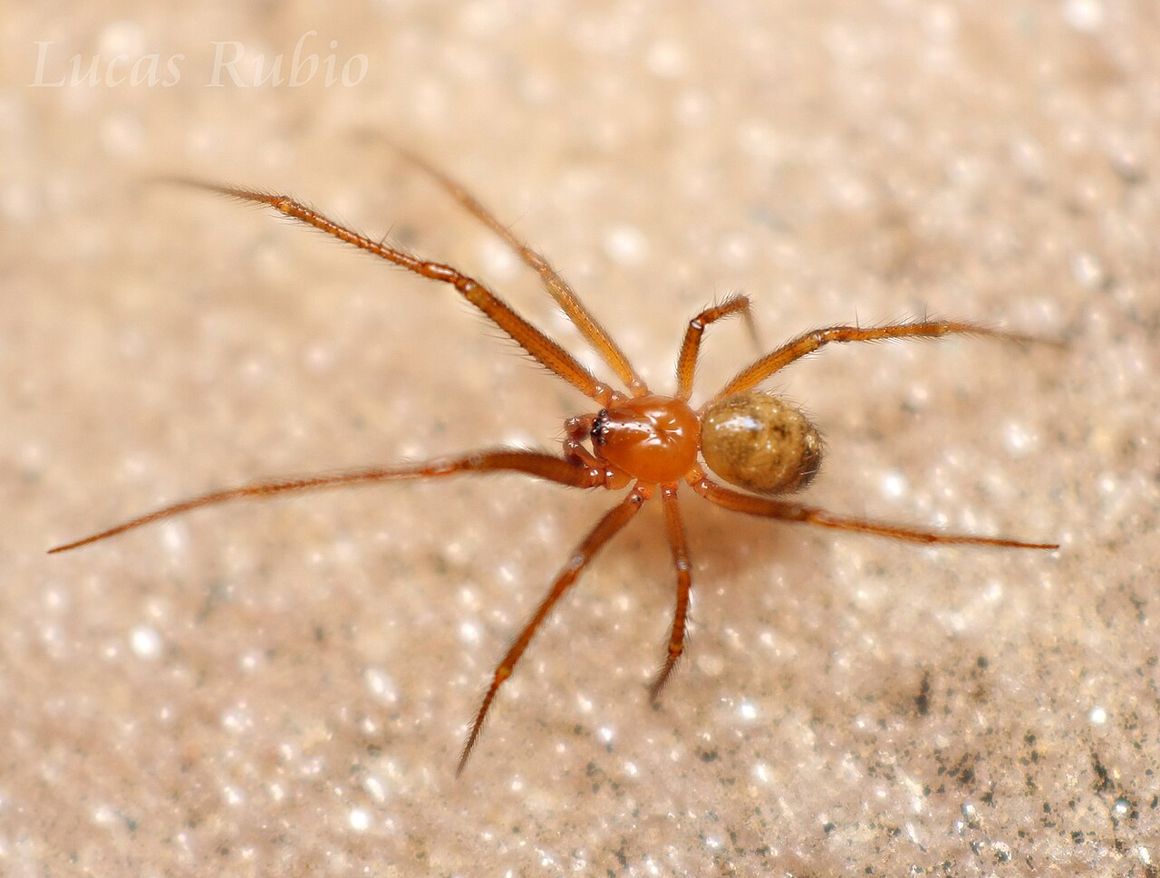 What Red Spiders Are Found in Houses?
