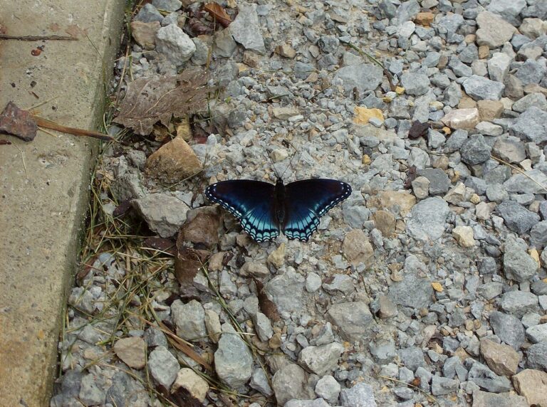 Red-Spotted Purple Butterfly: ID, Mimicry, and Host Plants