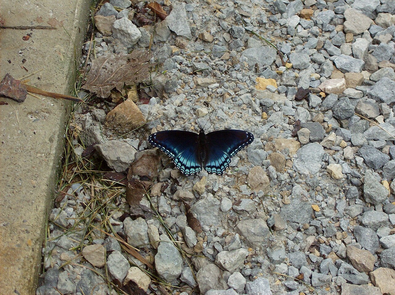 Red-Spotted Purple Butterfly: ID, Mimicry, and Host Plants