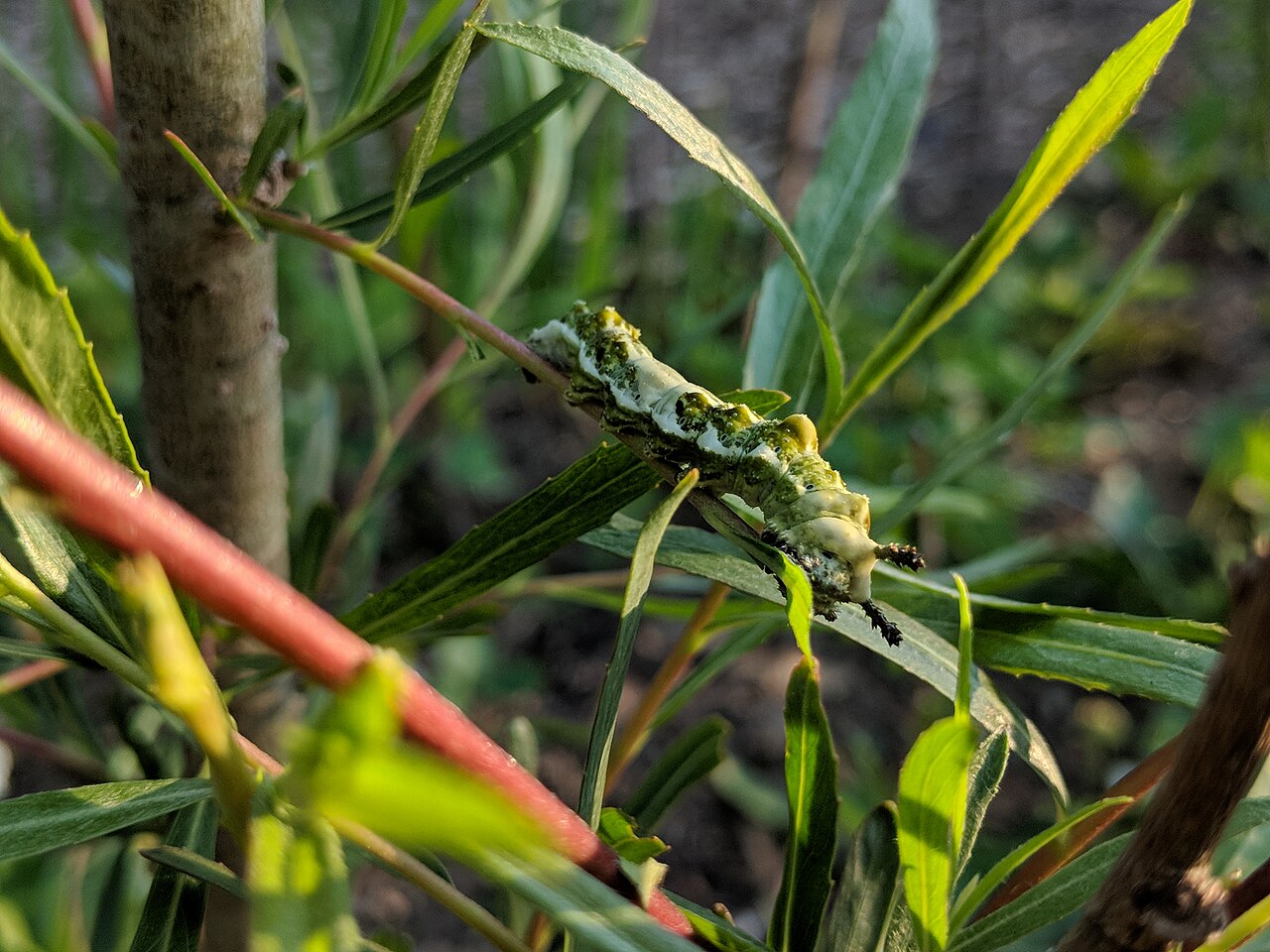 Host Plants and Caterpillars