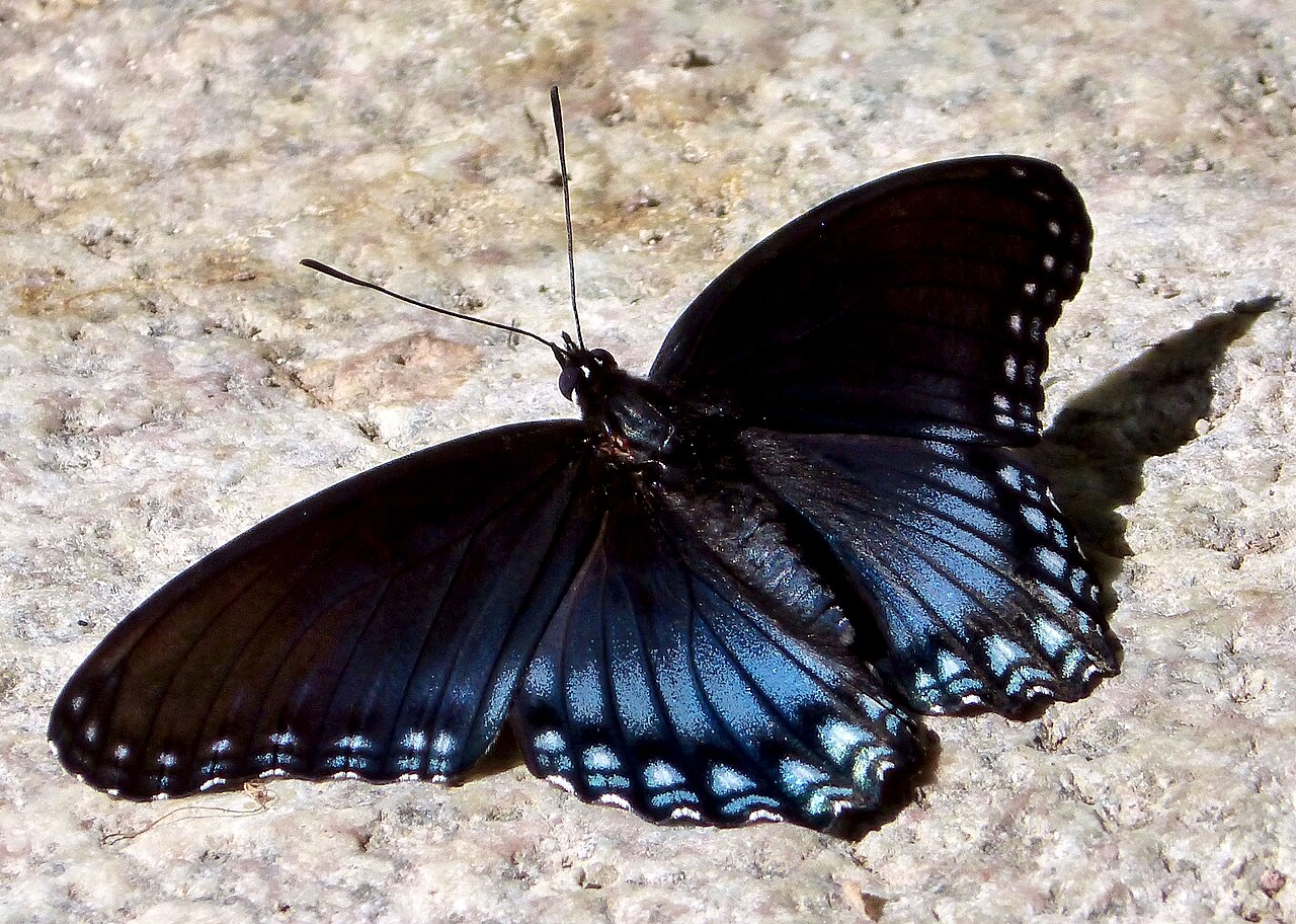 Red-Spotted Purple vs Pipevine Swallowtail