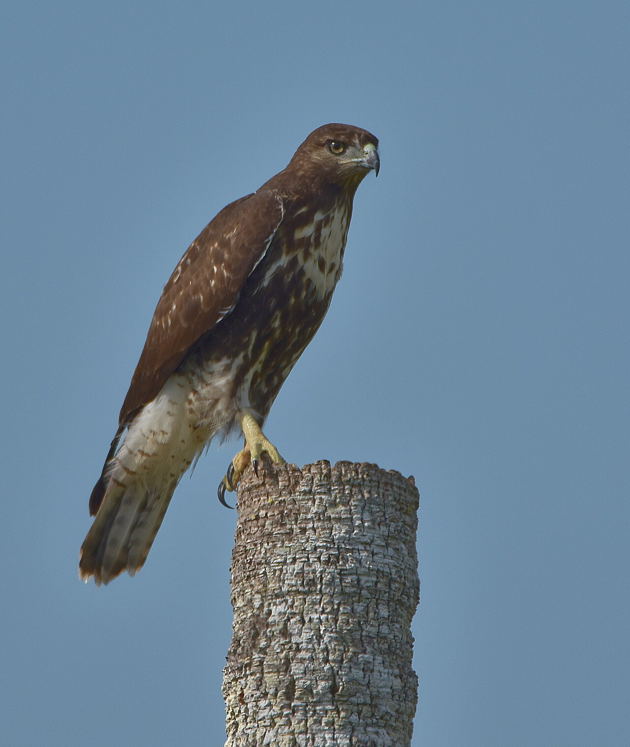 Red-Tailed Hawk Sound: The Scream Hollywood Gives to Eagles