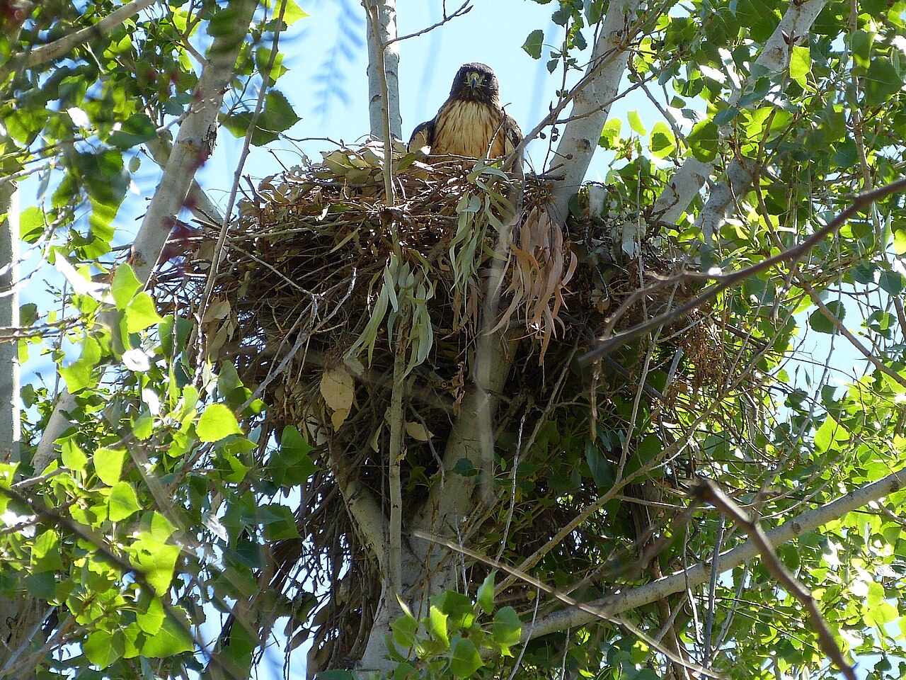 Why Does a Red-Tailed Hawk Scream?