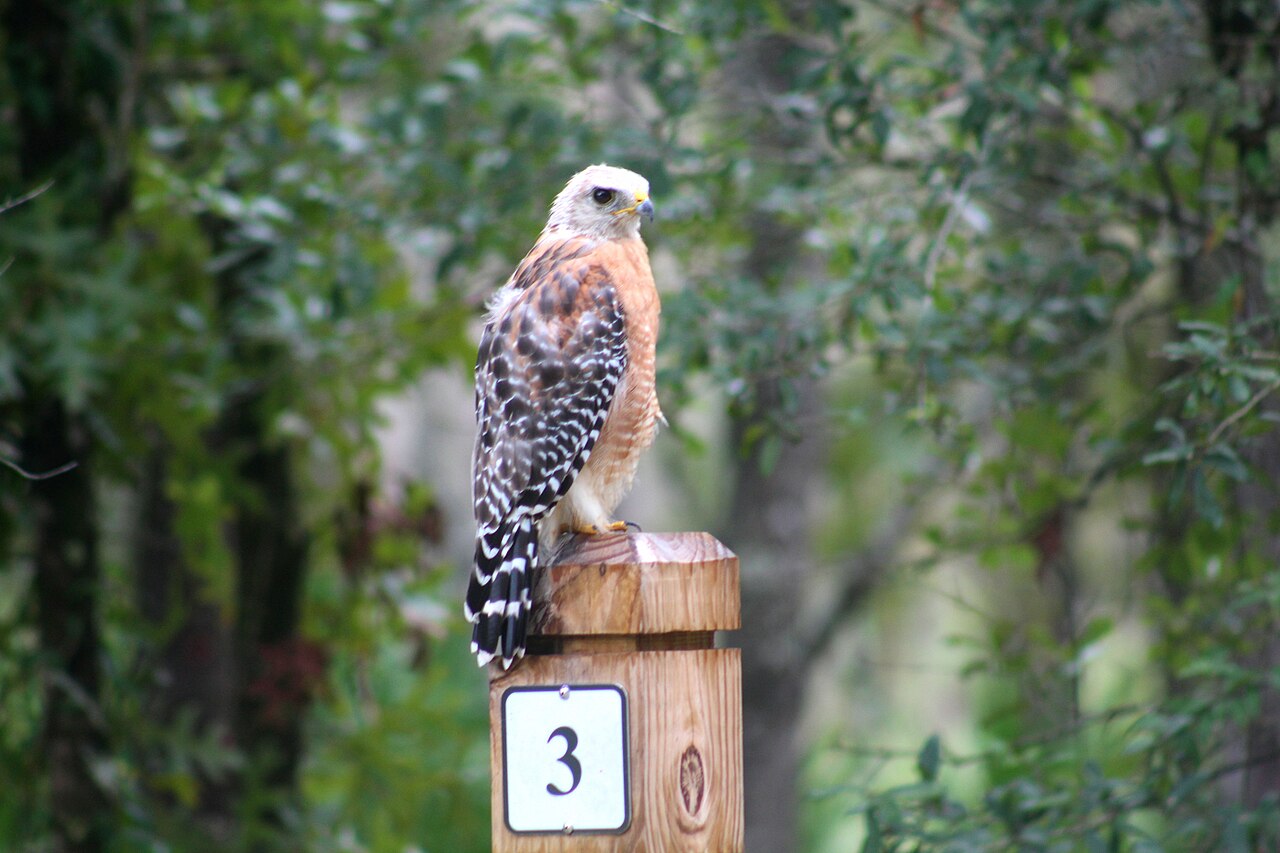 Does a Hawk Sound Like an Eagle?