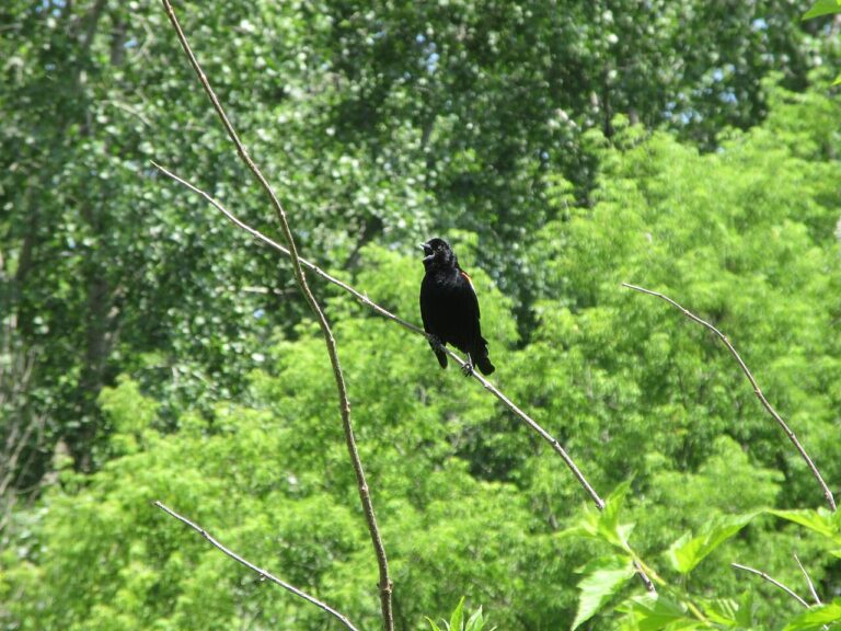 Red Winged Blackbird Sound: 5 Calls and What They Mean