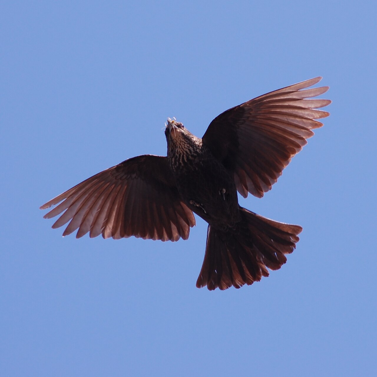 Red-Winged Blackbird Song Lyrics: Conk-La-Ree Explained