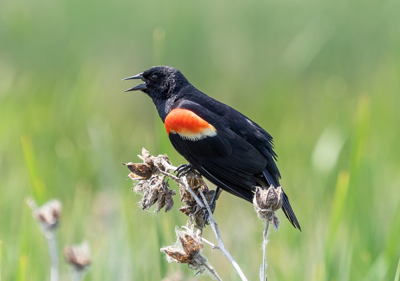 What Kind of Noise Does a Blackbird Make Besides Singing?