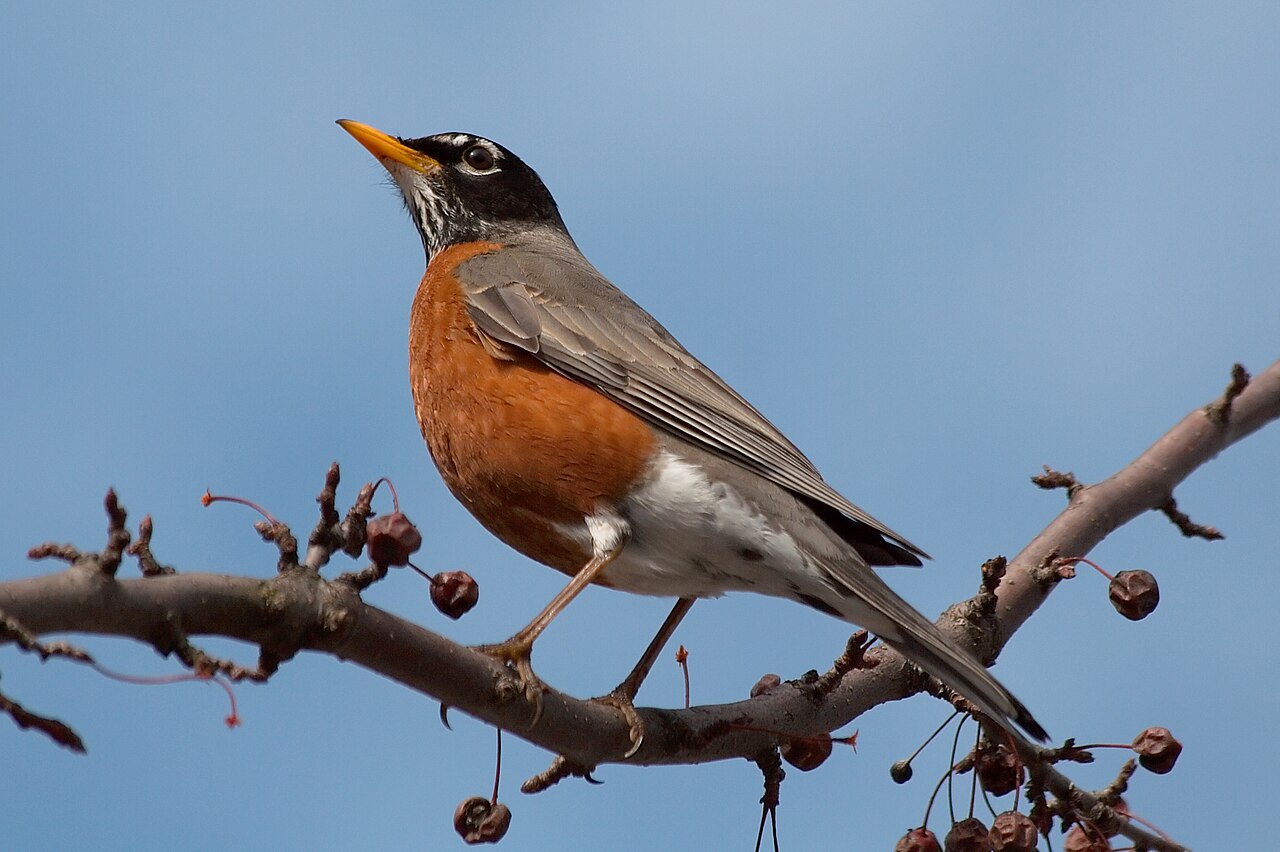 Robin Sounds: The Song, the Alarm Calls, and the Dawn Chorus