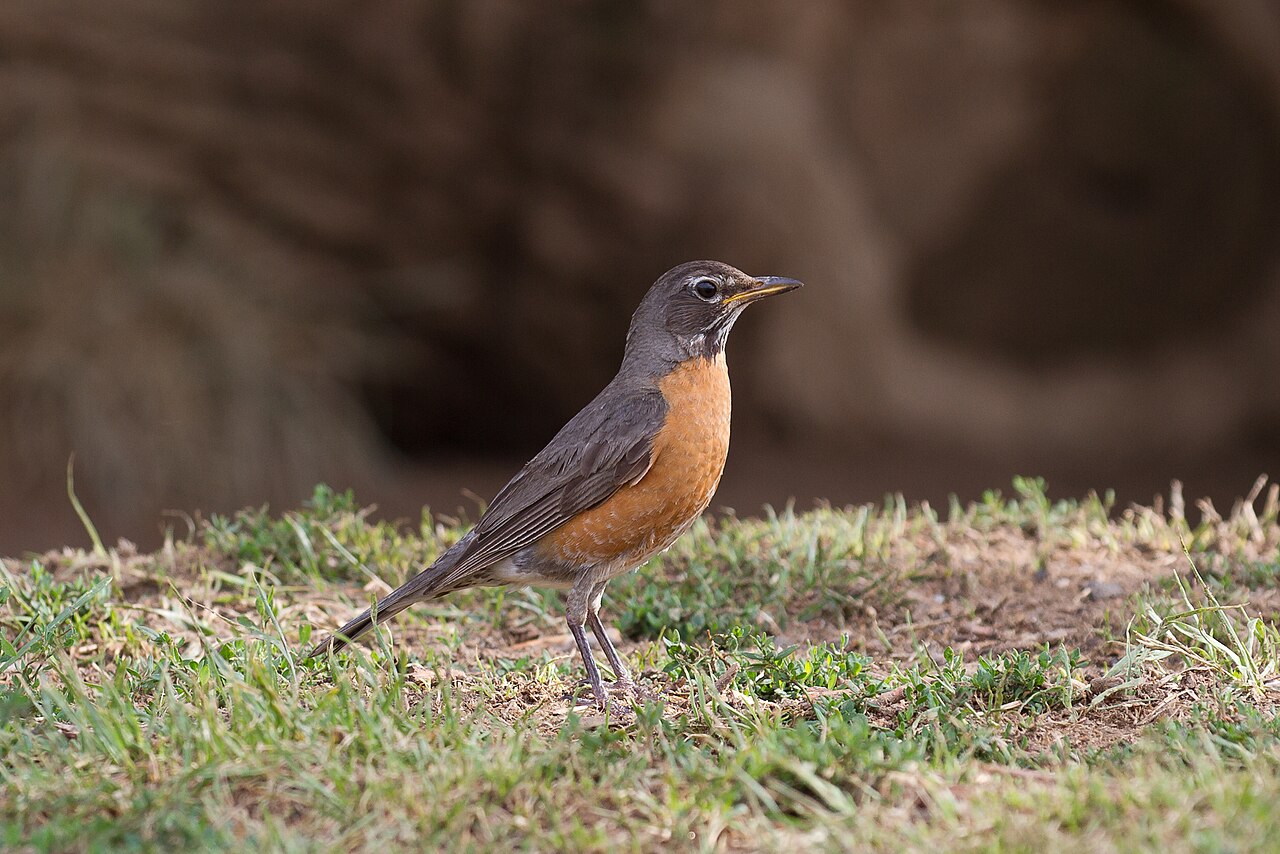The Robin's Song and What It Is For