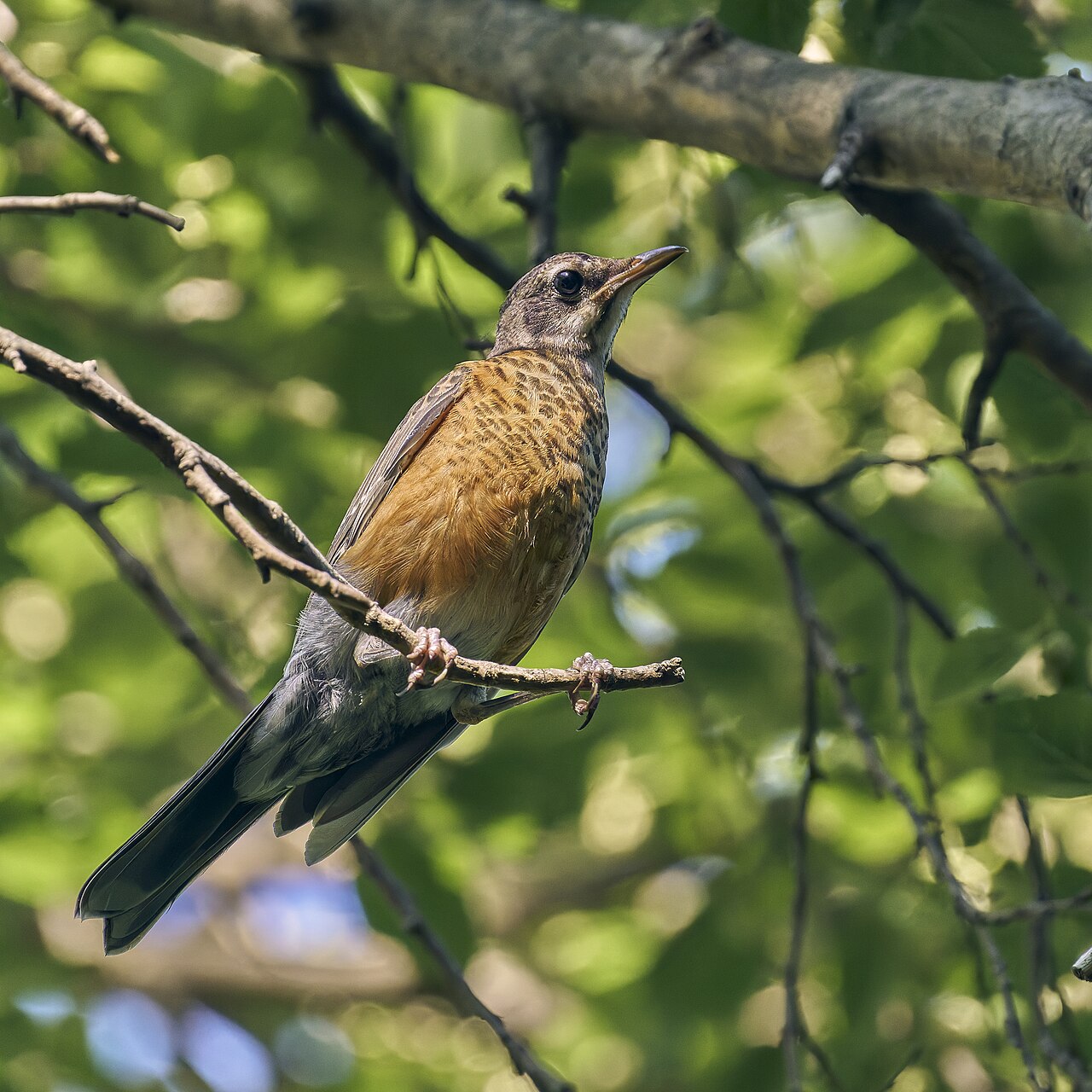 Robin Alarm Calls