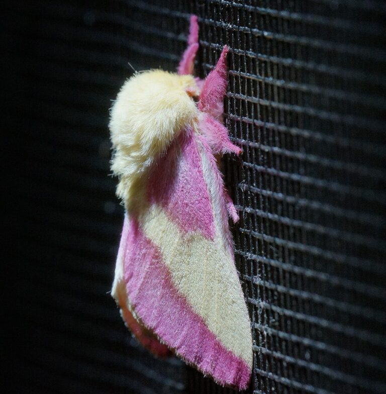 Rosy Maple Moth: Identification, Range, and Why It Never Eats