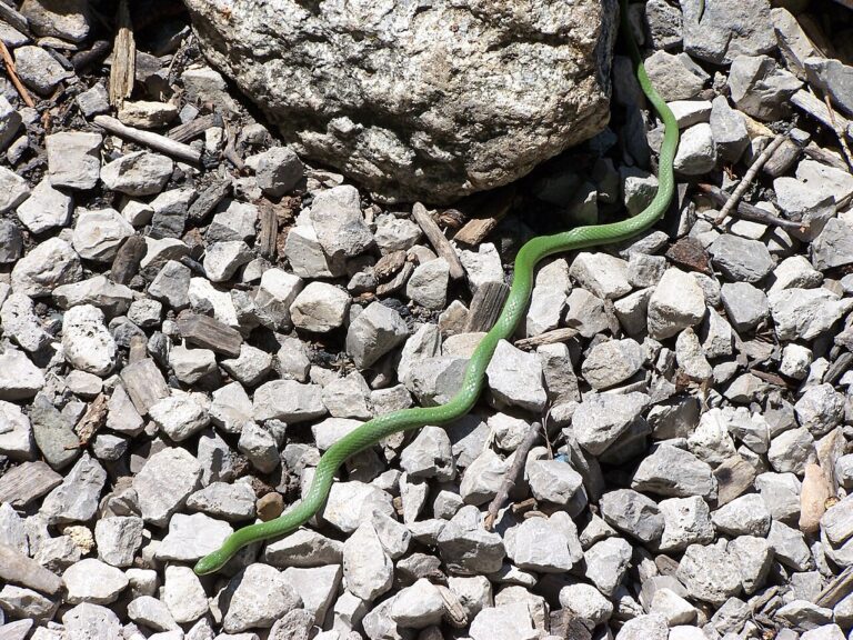 Rough Green Snake: Harmless, Nonvenomous, Easy to ID