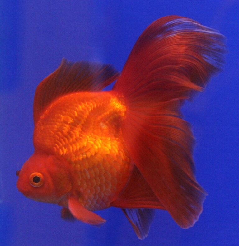 Ryukin Goldfish: Size, Tank Size, Lifespan and Care