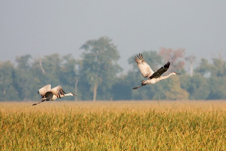 Sandhill Crane Sounds: The Rattle Call and Every Other Note