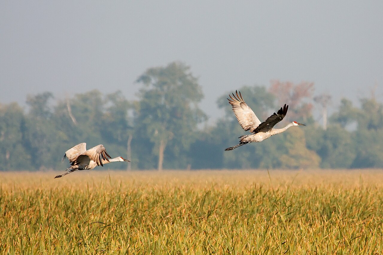 Sandhill Crane Sounds: The Rattle Call and Every Other Note