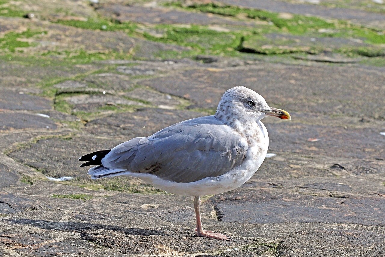 Seagull Sounds: The Long Call and Every Other Noise