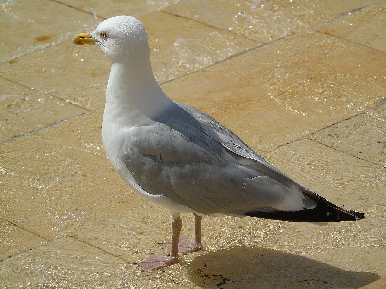 Do Seagulls Squawk or Chirp?
