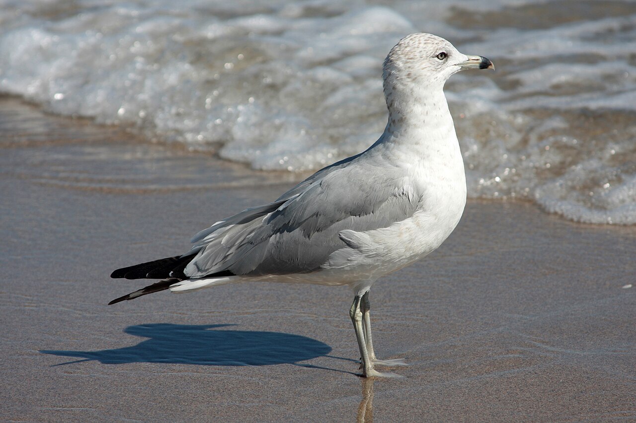 Which Gull Am I Hearing?