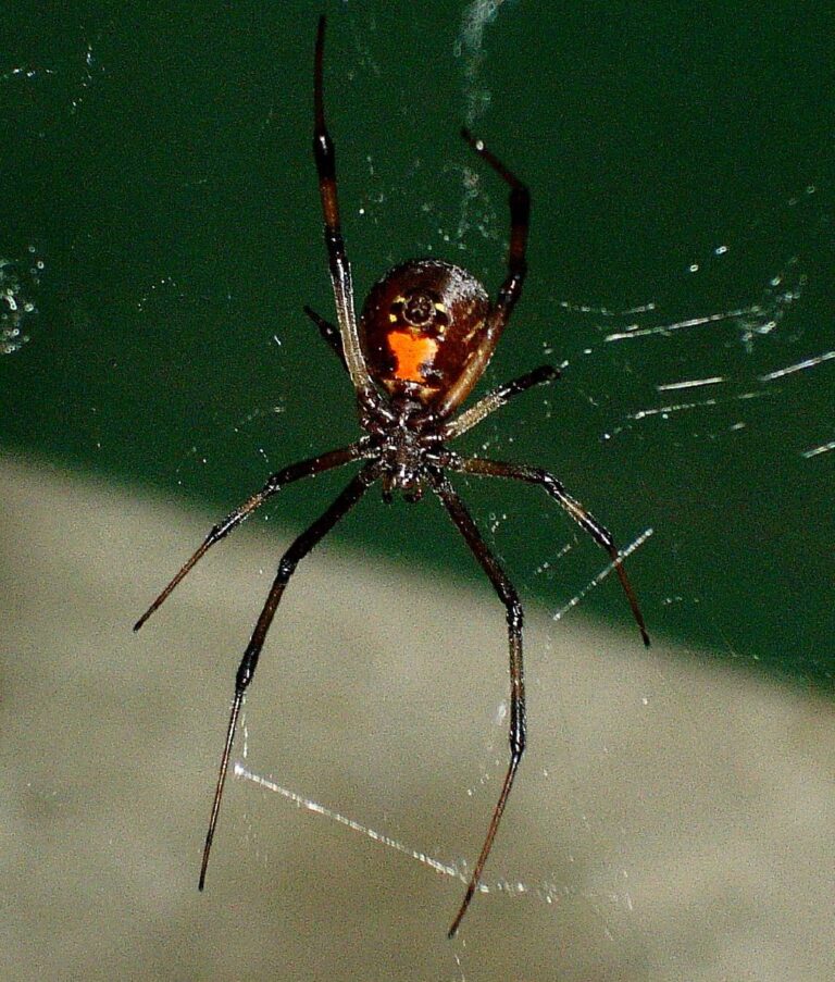 Should I Kill a Black Widow Spider?