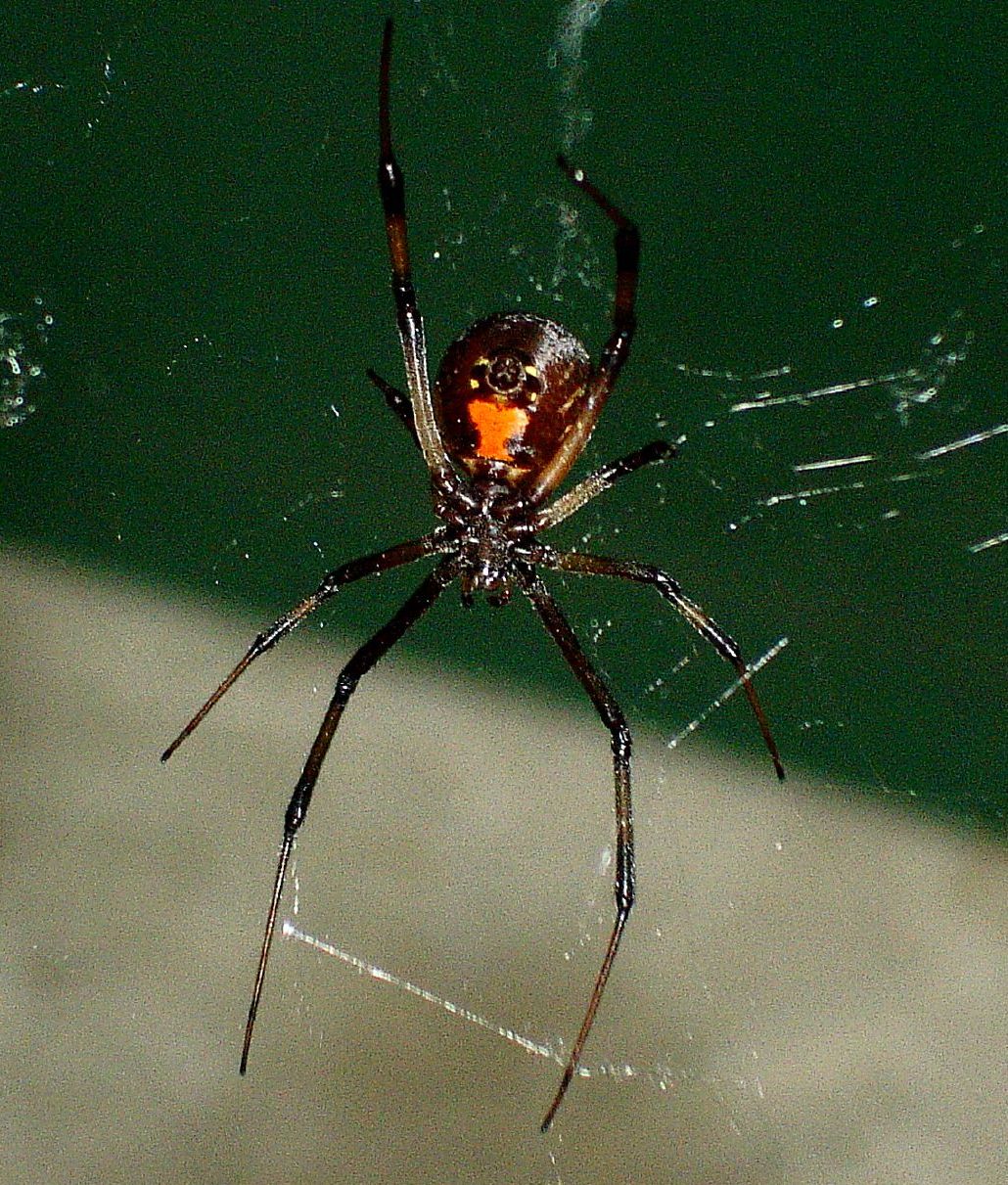 Should I Kill a Black Widow Spider?