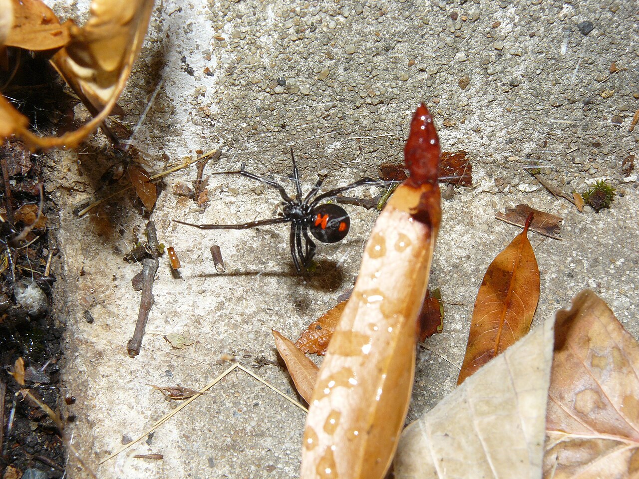 What Happens If You Squish a Black Widow?
