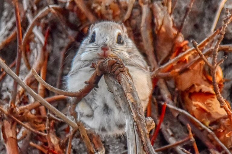 Siberian Flying Squirrel: Size, Range, Lifespan and Pet Laws